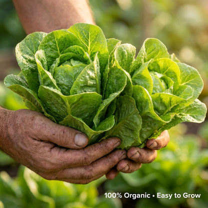 🥗 Stop buying overpriced, pesticide-ridden salad kits at the grocery store. Grow your own crispy, juicy, 100% organic lettuce right at home! It’s fresher, safer, and tastes 10x better when you harvest it yourself-QZZ