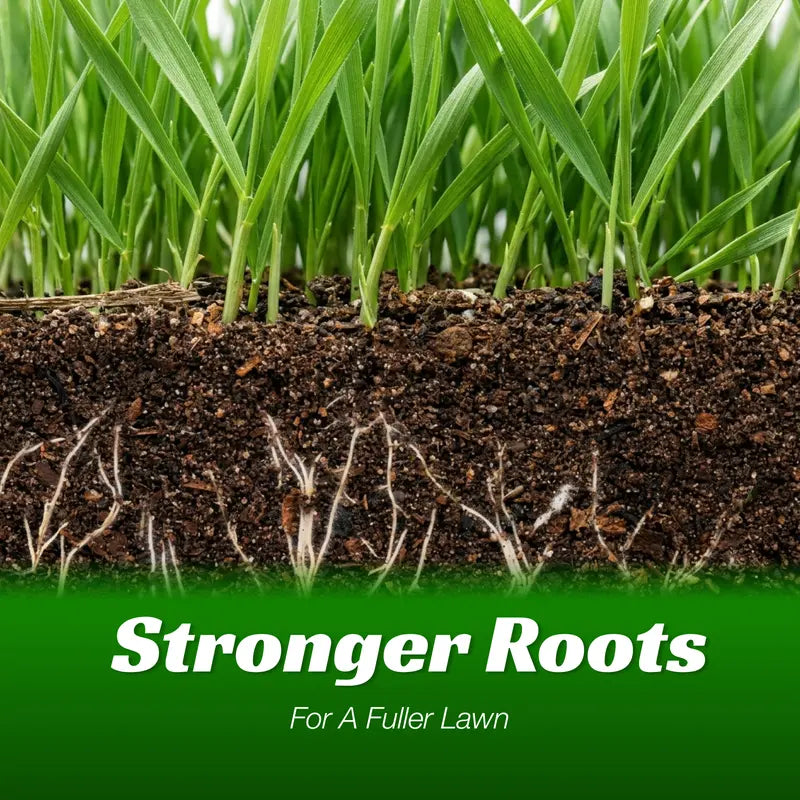 Grass Seed and Shade Grass, Grows quickly and withstands all seasons, perfect for high-quality turf and golf courses, High Germination Grass Seeds Grown in USA-LGZ