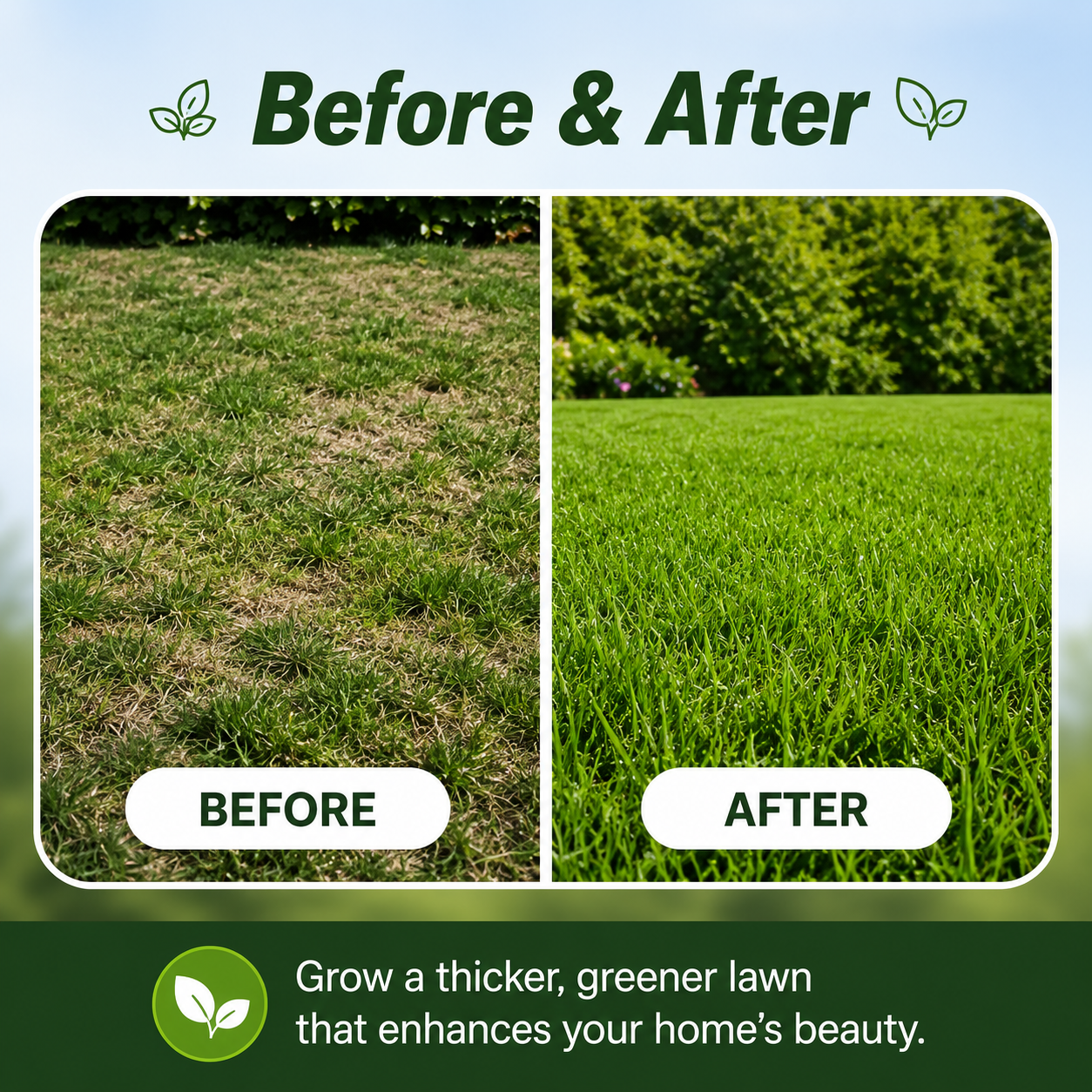 Grass seeds and shade-tolerant grass seeds, fast growing, suitable for all seasons, ideal for high-quality lawns and golf courses.-KPL