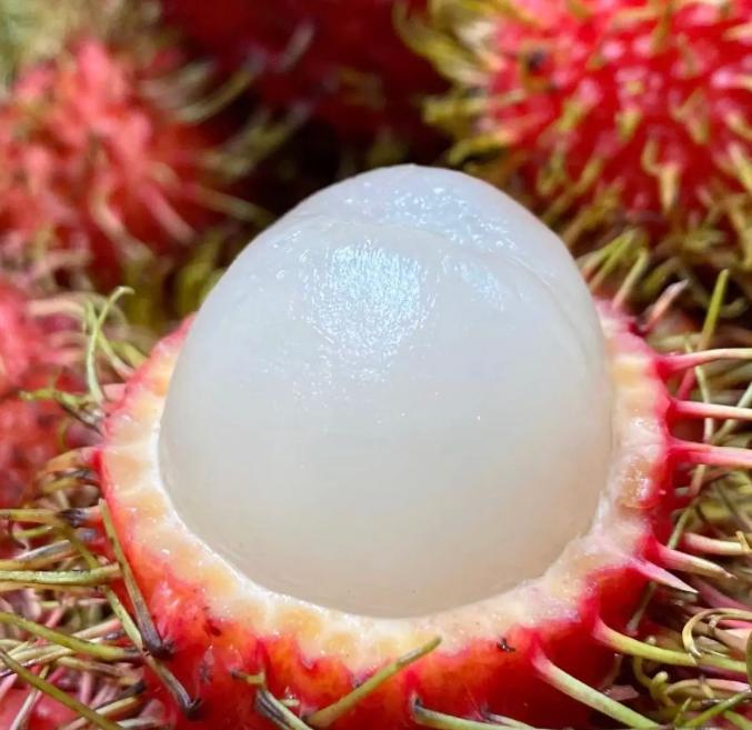 Rambutan Seeds – Rare Tropical Fruit Tree Seeds, Easy to Grow, Indoor & Outdoor Planting, All-Season Sowing, Ideal for Home Gardening.-KPL