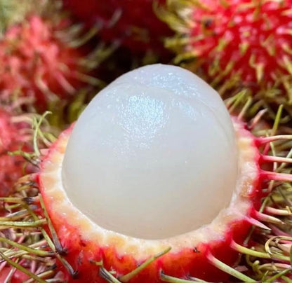 Rambutan Seeds – Rare Tropical Fruit Tree Seeds, Easy to Grow, Indoor & Outdoor Planting, All-Season Sowing, Ideal for Home Gardening.-KPL