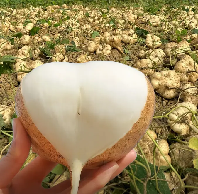 🌱 High-Quality Jicama Seeds | 1000 Pieces Non-GMO Hybrid Seeds, Ideal for Home Planting 🌿🍠-XLB
