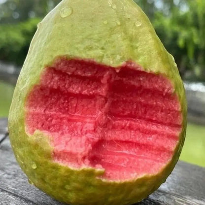 【Verdant.Vitality】Premium Live Guava Tree Sapling | Easy-to-Grow Tropical Fruit Tree for Home & Patio 🍈🌿-KPL