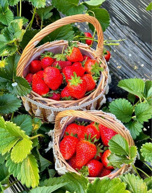 Strawberry seeds, suitable for potted plants, greenhouses and outdoor gardens, easy-to-grow fruit seeds.-KPL
