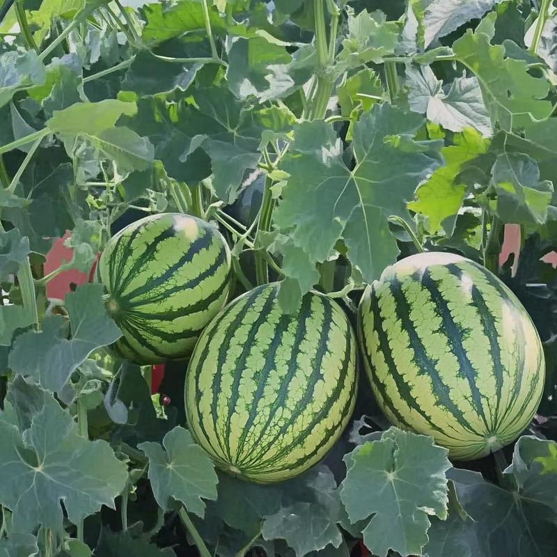Fast-growing watermelon seeds allow you to enjoy sweet, juicy fruit all summer long — a must-have for every home garden.-KPL