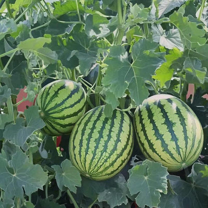 Fast-growing watermelon seeds allow you to enjoy sweet, juicy fruit all summer long — a must-have for every home garden.-KPL