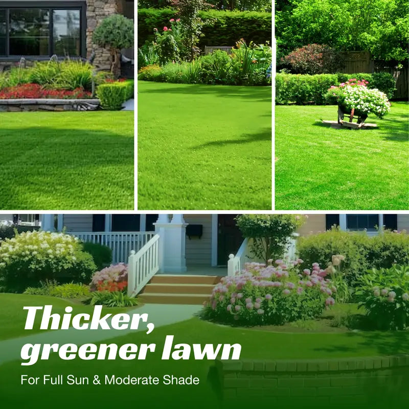 Grass Seed and Shade Grass, Grows quickly and withstands all seasons, perfect for high-quality turf and golf courses, High Germination Grass Seeds Grown in USA-LGZ