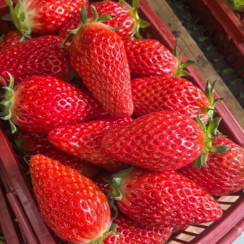Strawberry seeds, suitable for potted plants, greenhouses and outdoor gardens, easy-to-grow fruit seeds.-KPL