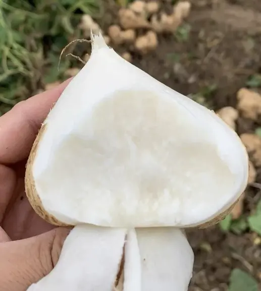 🌱 High-Quality Jicama Seeds | 1000 Pieces Non-GMO Hybrid Seeds, Ideal for Home Planting 🌿🍠-XLB