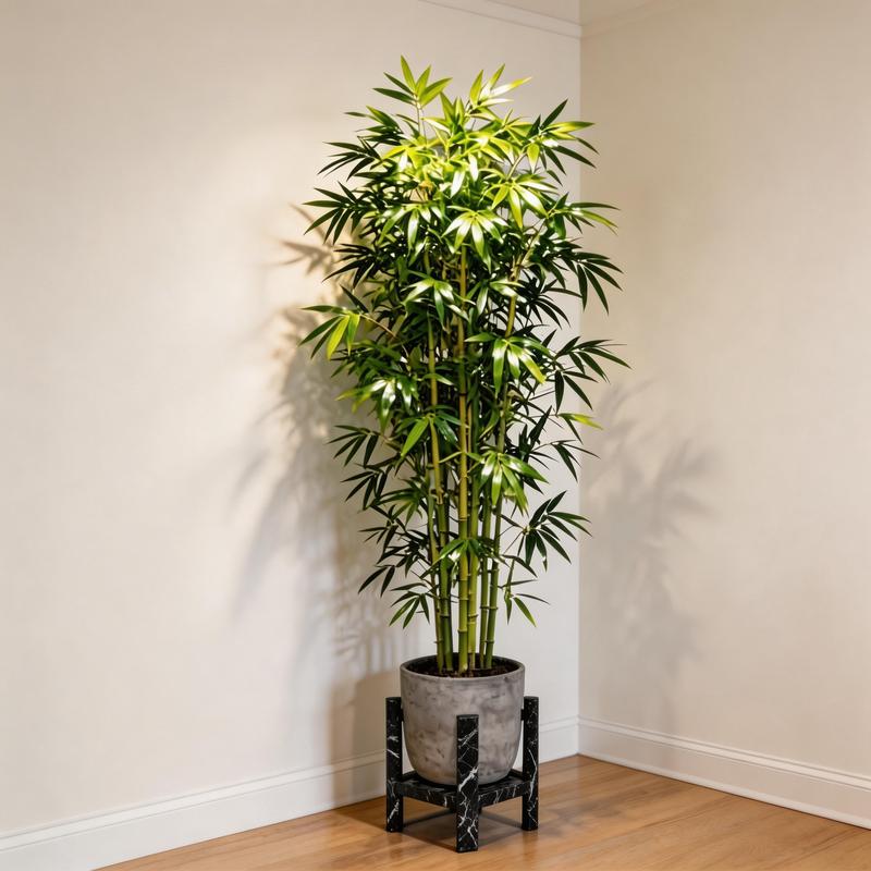 Lucky Bamboo Cypress Seeds - Grow Live Indoor Houseplants for Home & Office Decor, Easy Care Low Light Plants, Feng Shui Good Luck Plant🌱-LGZ