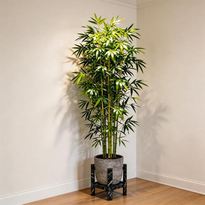 Lucky Bamboo Cypress Seeds - Grow Live Indoor Houseplants for Home & Office Decor, Easy Care Low Light Plants, Feng Shui Good Luck Plant🌱-LGZ