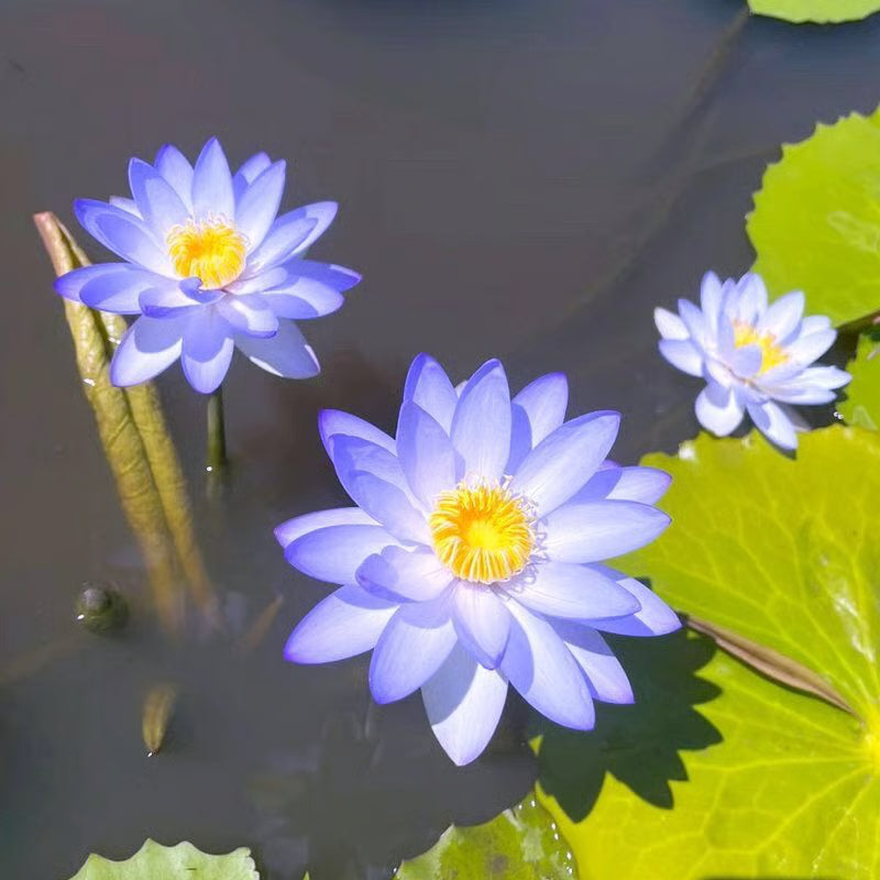 【Spring Sale】Dwarf Lotus Seeds, Easy to Grow Elegant Water Scenery, 10 Seeds Per Pack.-KPL
