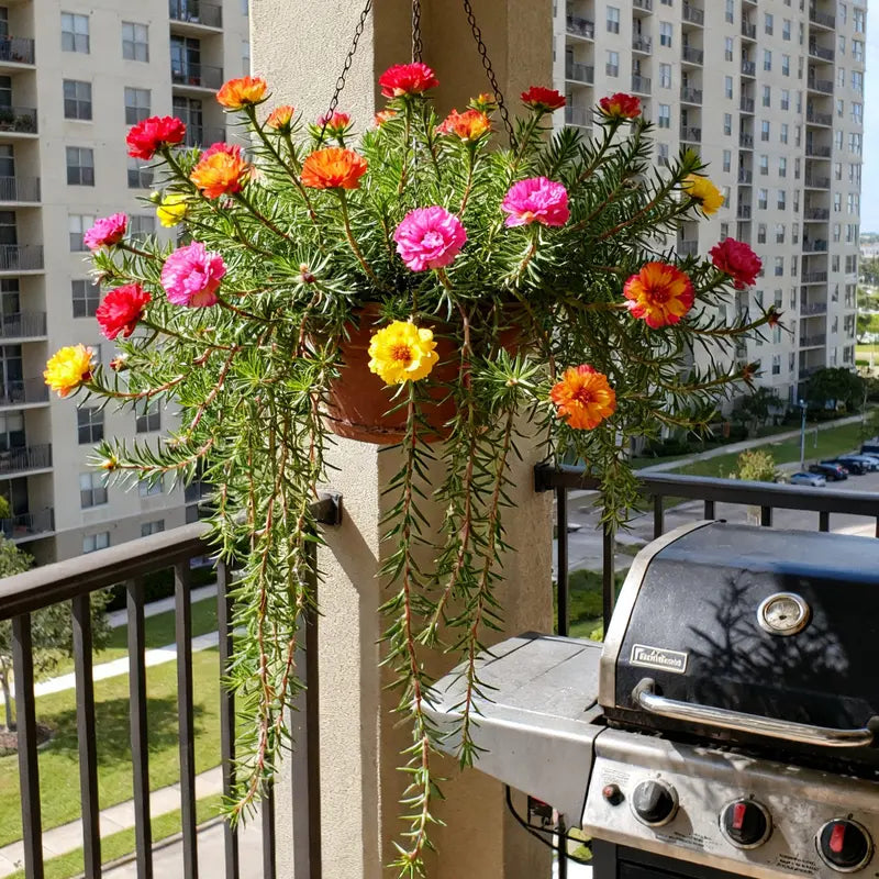 10,000 Portulaca Seeds - Double-flowered Moss Rose Annual Perennial Flower Seeds for Planting Outdoors Non GMO Mixed Colors Large Blooms Attract Pollinators Easy to Grow All Seasons.-KPL