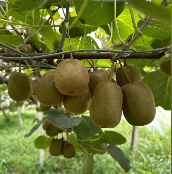 500 Kiwi Fruit Seeds – Year-Round Planting, Non-GMO, Easy to Grow, Sweet & Tangy Flavor, High Yield, Ideal for Home Gardens & Containers.-KPL