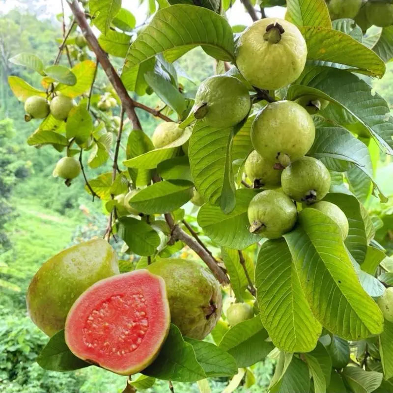 【Verdant.Vitality】Premium Live Guava Tree Sapling | Easy-to-Grow Tropical Fruit Tree for Home & Patio 🍈🌿-KPL