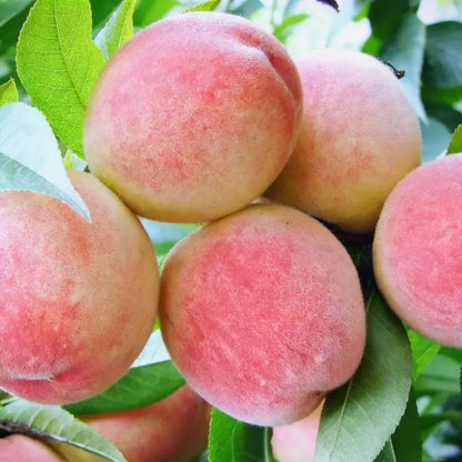 【Verdant.Vitality】Premium Sweet Honey Peach Tree Sapling | Easy-to-Grow Homegrown Fruit 🍑🌳-LGZ