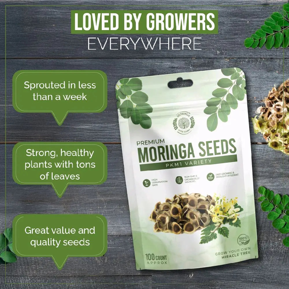Moringa Seeds - Non-GMO, High Germination Rate, Organically Grown, Fast-Growing Superfood Tree - Approx. 50 Seeds - Suitable for Home Cultivation & Edible Use.-KPL