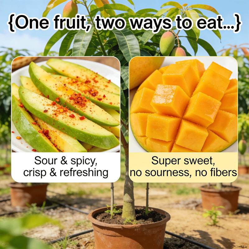 Live Mango Tree Plant Seedling | Beginner Friendly Fruit Tree for Backyard Garden | Tropical Home Gardening Plant.-KPL