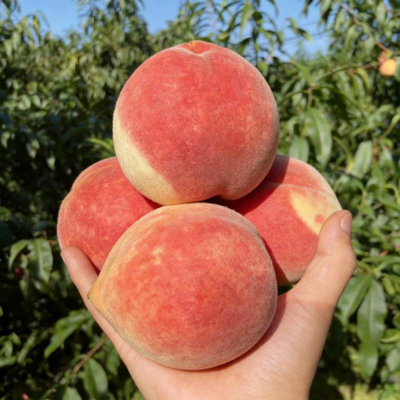 Sweet Honey Peach Tree Sapling | Delicious Homegrown Fruit | Self-Fertile Variety | Vigorous Root System | Perfect for Backyard Gardens & Outdoor Planting | Simple Care & Low Maintenance | Great for Gardening Enthusiasts & Beginners.-KPL