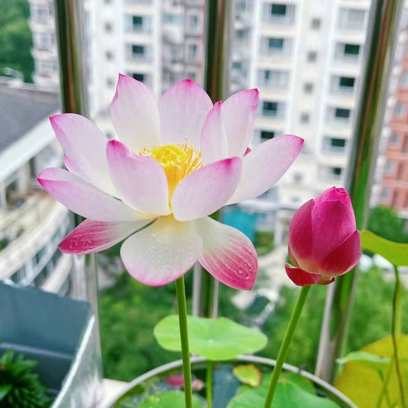 【Spring Sale】Dwarf Lotus Seeds, Easy to Grow Elegant Water Scenery, 10 Seeds Per Pack.-KPL
