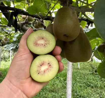 500 Kiwi Fruit Seeds – Year-Round Planting, Non-GMO, Easy to Grow, Sweet & Tangy Flavor, High Yield, Ideal for Home Gardens & Containers.-KPL
