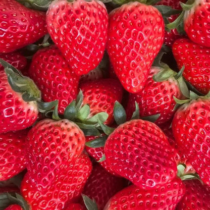 Strawberry seeds, suitable for potted plants, greenhouses and outdoor gardens, easy-to-grow fruit seeds.-KPL