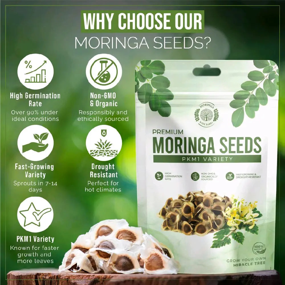 Moringa Seeds - Non-GMO, High Germination Rate, Organically Grown, Fast-Growing Superfood Tree - Approx. 50 Seeds - Suitable for Home Cultivation & Edible Use.-KPL