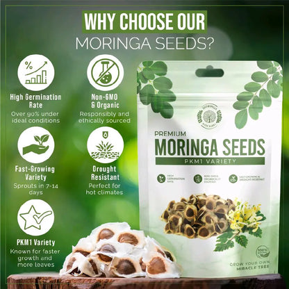 Moringa Seeds - Non-GMO, High Germination Rate, Organically Grown, Fast-Growing Superfood Tree - Approx. 50 Seeds - Suitable for Home Cultivation & Edible Use.-KPL