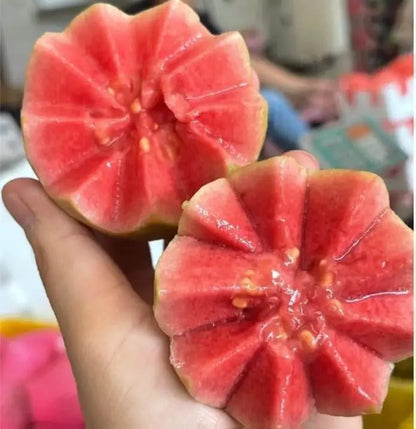 【Verdant.Vitality】Premium Live Guava Tree Sapling | Easy-to-Grow Tropical Fruit Tree for Home & Patio 🍈🌿-KPL