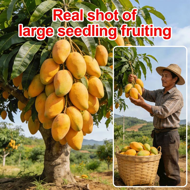 Non-GMO Mango Seeds for Home Garden Fast Germination & Easy Growing-YOY
