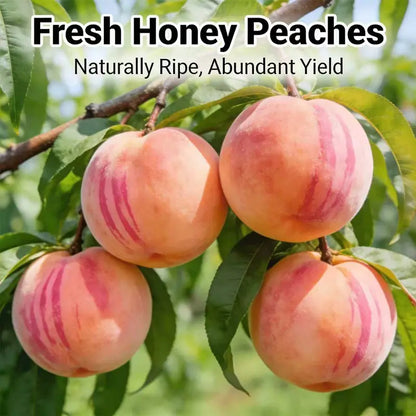 【Verdant.Vitality】Premium Sweet Honey Peach Tree Sapling | Easy-to-Grow Homegrown Fruit 🍑🌳-LGZ