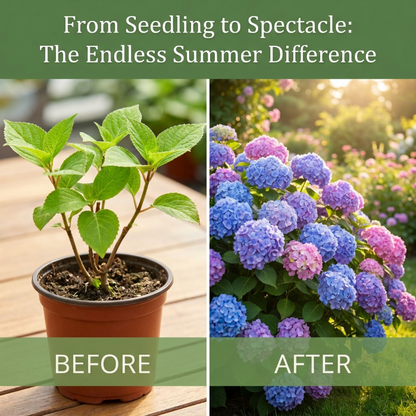 Grow Your Dream Garden! 🌸 Endless Summer Hydrangea Seeds | Color-Changing Magic Blooms | Easy DIY Gardening Gift for Her 🔮✨-QZZ