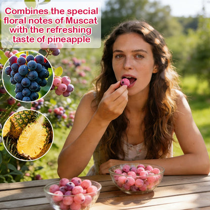 🔥50K+ SOLD!💟Premium Pink Blueberry Seeds -😋A Uniquely Delightful Taste-YOY