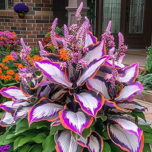 💥LAST DAY SALE 50%OFF💥🌿Premium Rare Hosta Seeds-ZBD