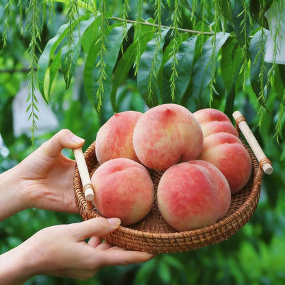 Sweet Honey Peach Tree Sapling | Delicious Homegrown Fruit | Self-Fertile Variety | Vigorous Root System | Perfect for Backyard Gardens & Outdoor Planting | Simple Care & Low Maintenance | Great for Gardening Enthusiasts & Beginners.-KPL