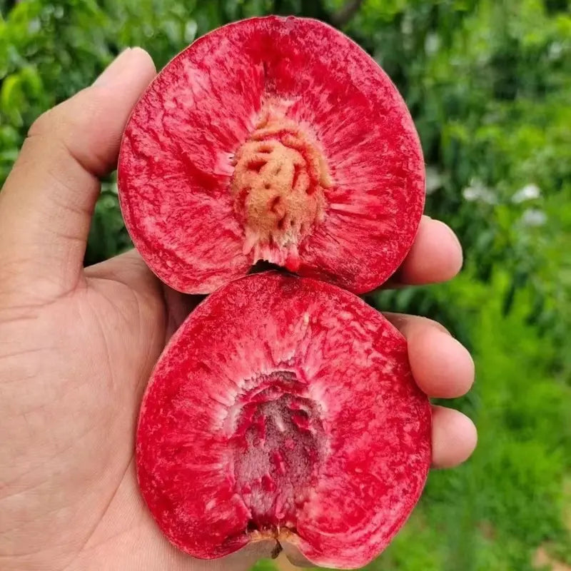 【Verdant.Vitality】Premium Sweet Honey Peach Tree Sapling | Easy-to-Grow Homegrown Fruit 🍑🌳-LGZ