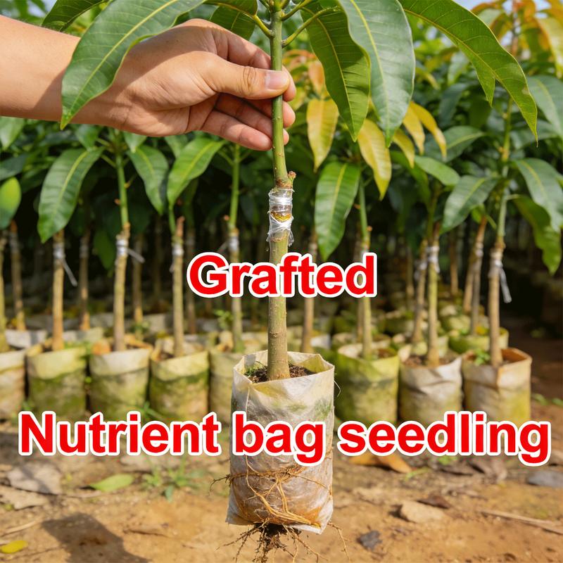 Live Mango Tree Plant Seedling | Beginner Friendly Fruit Tree for Backyard Garden | Tropical Home Gardening Plant.-KPL