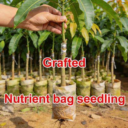 Live Mango Tree Plant Seedling | Beginner Friendly Fruit Tree for Backyard Garden | Tropical Home Gardening Plant.-KPL