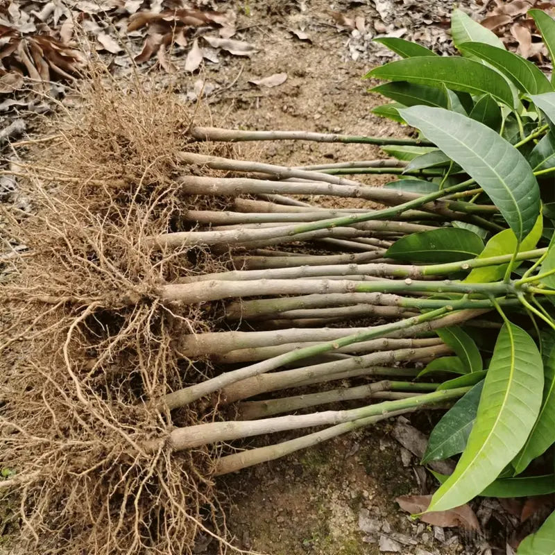 【Verdant.Vitality】Premium Live Mango Tree Sapling | Easy-to-Grow Tropical Fruit Tree for Home & Patio 🥭🌴 -LGZ