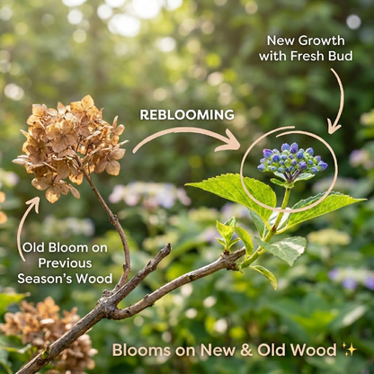 Grow Your Dream Garden! 🌸 Endless Summer Hydrangea Seeds | Color-Changing Magic Blooms | Easy DIY Gardening Gift for Her 🔮✨-QZZ