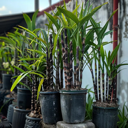 Premium High-Sucrose Sugarcane Seeds | 1000+ Non-GMO Hybrid Sugar Cane Seeds for Home Gardening 🌿🍬 LGZ
