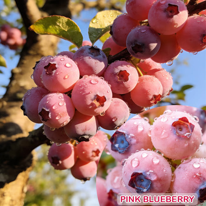 🔥50K+ SOLD!💟Premium Pink Blueberry Seeds -😋A Uniquely Delightful Taste-ZBD