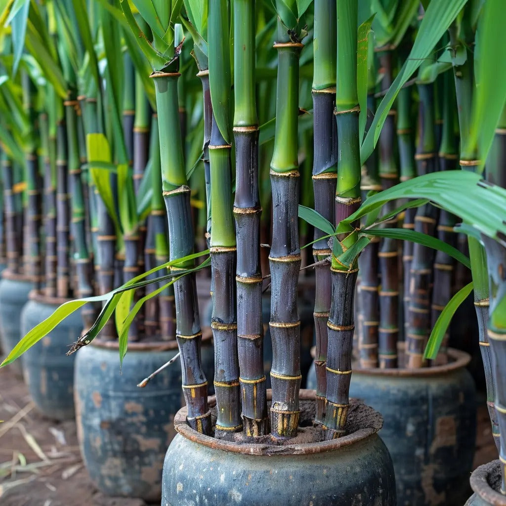 Premium High-Sucrose Sugarcane Seeds | 1000+ Non-GMO Hybrid Sugar Cane Seeds for Home Gardening 🌿🍬 LGZ