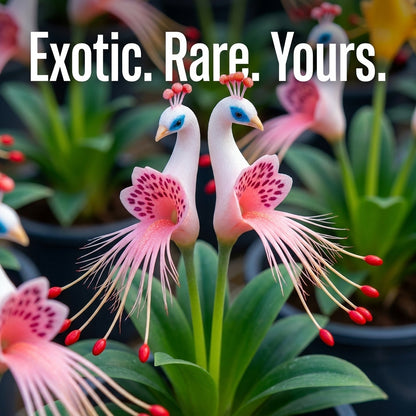 Ultra-Rare Peacock Orchid Bloom Live Plant-SUY