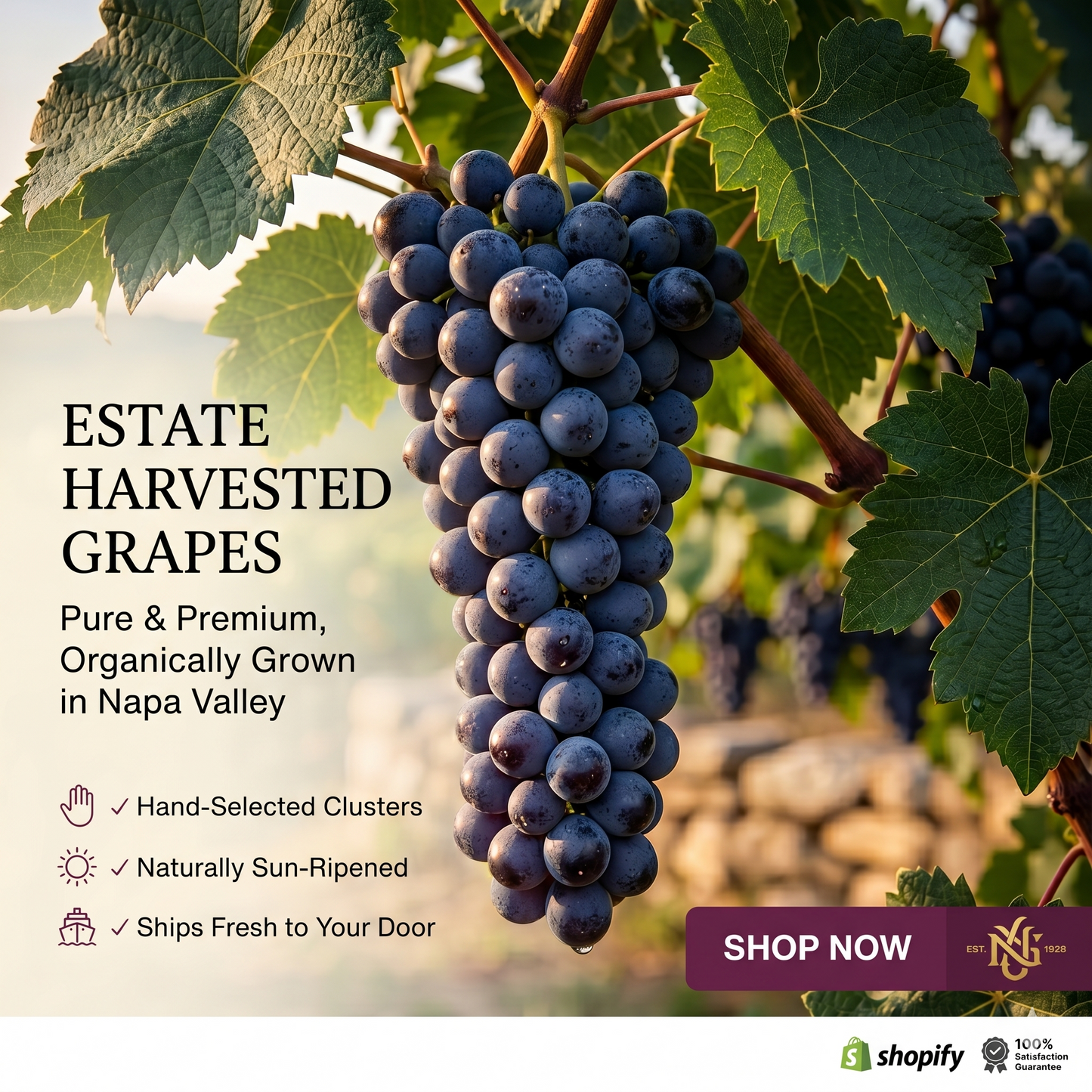 Premium Easy-Grow Kyoho Grapevine | Extra-Large, Ultra-Sweet Fruit for Home Gardens 🍇🌿 LGZ