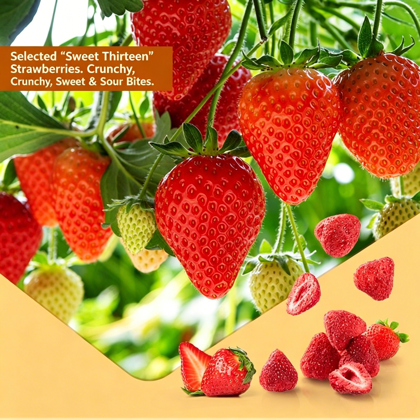 100% Natural Freeze-Dried Strawberries-TTT