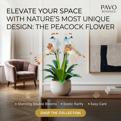 Ultra-Rare Peacock Orchid Bloom Live Plant-SUY