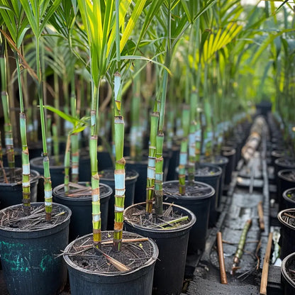 Premium High-Sucrose Sugarcane Seeds | 1000+ Non-GMO Hybrid Sugar Cane Seeds for Home Gardening 🌿🍬 LGZ