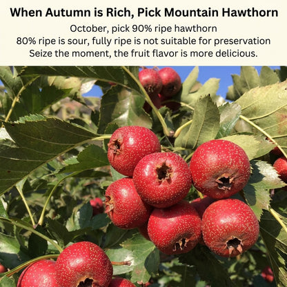 😋 Hollow Hawthorn - 🍃Natural Healthy Green Snack🍒-DZT