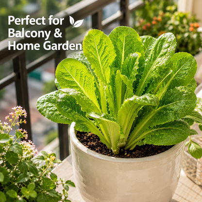 Grow once, harvest for months! The ultimate cut-and-come-again veggie! ⚡-QZZ